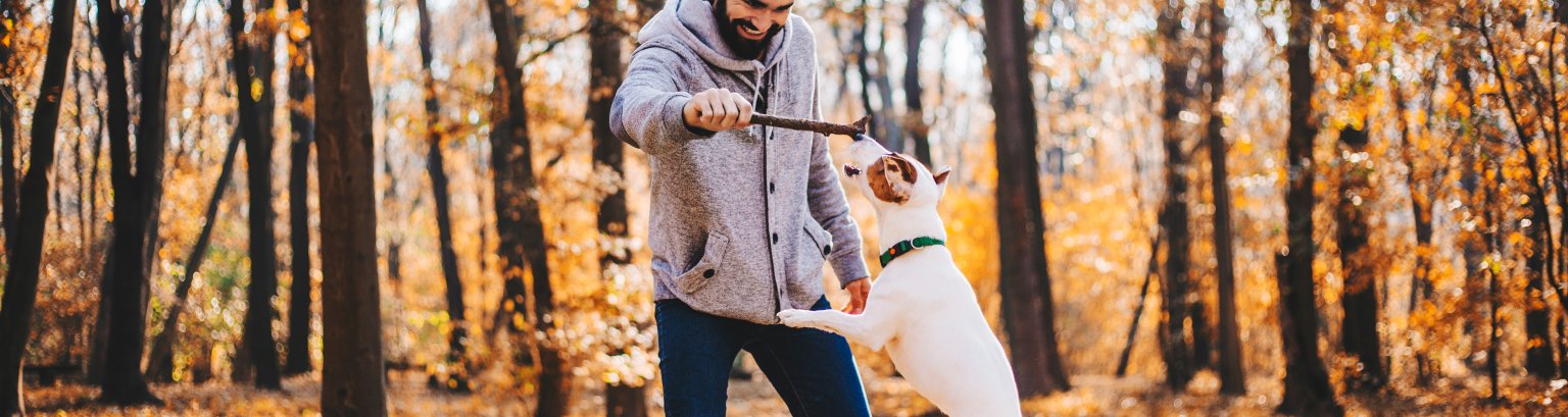 Man with stick is training of the dog stock photo